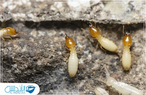 علاج النمل الابيض في الرياض