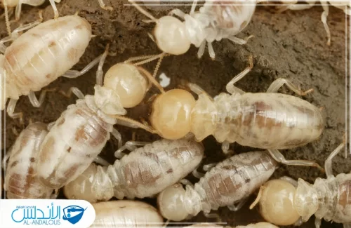 بؤرة نمل ابيض في الرياض