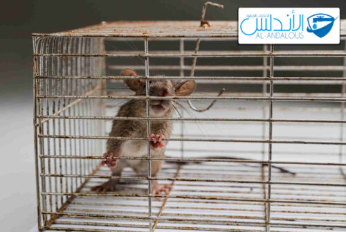 The best rat control company in Riyadh